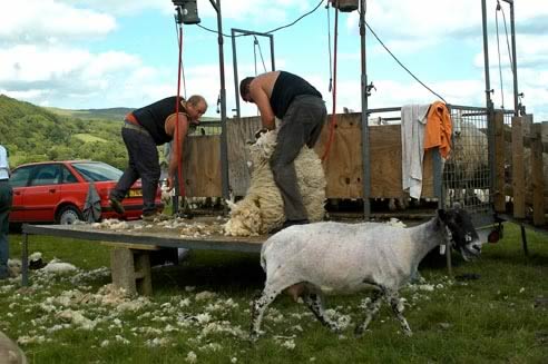 Shearing Sheep